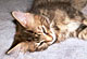 Hetty: brown torbie classic Katze