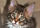 Humphrey: brown tabby classic/white Kater