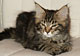 Marlow: brown tabby classic Kater