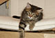 Merlin: brown tabby classic Kater