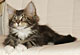 Monty: brown tabby classic/white Kater