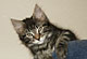 Charlie Brown: brown tabby classic Kater
