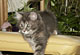 Chiara: blue torbie classic Katze