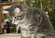 Collin: blue tabby classic Kater