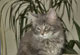 Eastwood: blue tabby classic Kater
