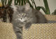 Emmerson Gandalf: blue tabby classic Kater