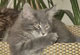 Emmerson Gandalf: blue tabby classic Kater