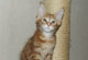 FireFox: red tabby classic Kater 