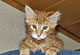 FireFox: red tabby classic Kater 
