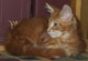 Garfield: red tabby classic Kater