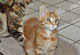 Gismo: red tabby classic Kater 