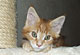 Gismo: red tabby classic Kater 
