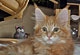 K. C.: red tabby classic Kater